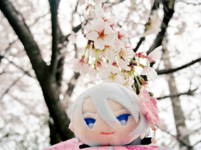 「青い眼 桜」のTwitter画像/イラスト(新着)｜21ページ目