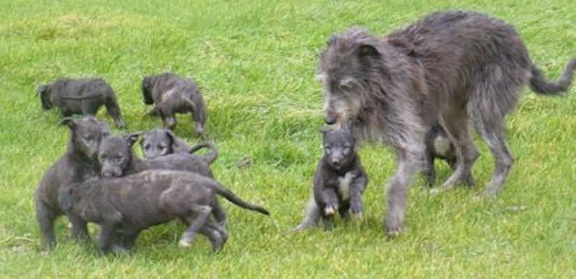 🐾🐶🏴󠁧󠁢󠁳󠁣󠁴󠁿 Meet our Scottish Deerhound puppies, gentle giants with a rich history dating back 500 years. These affectionate and intelligent dogs make wonderful family pets. #ScottishDeerhound #puppies #gentlegiants #familydog #petsofTwitter