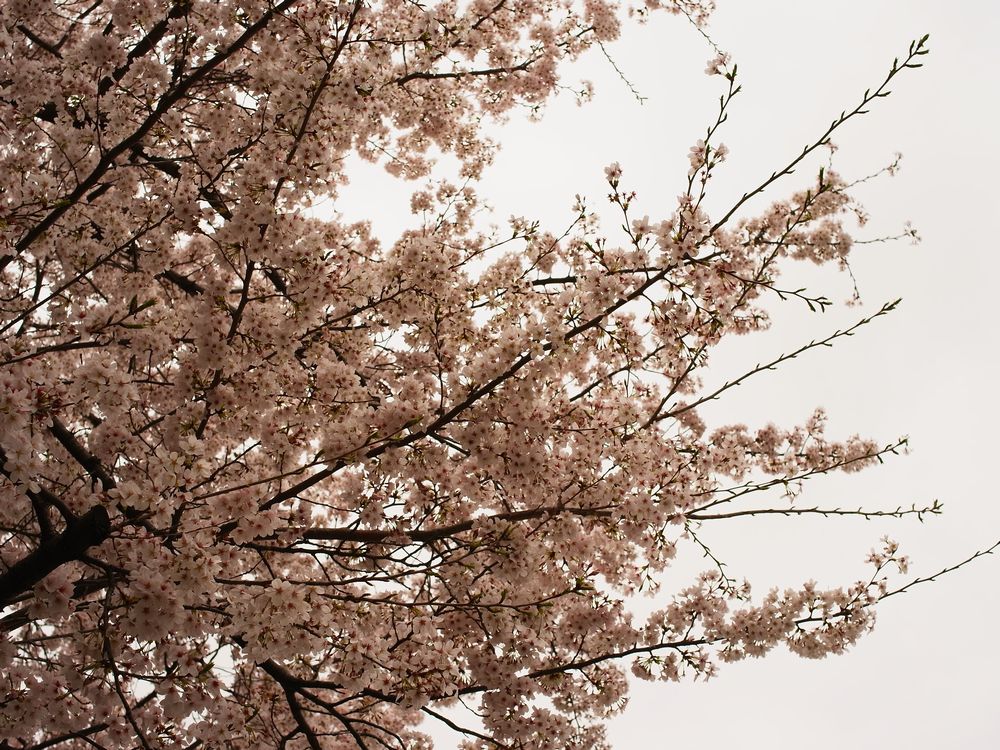 「なんやかんやで意外と雨の合間に桜を楽しむことができています 」|燈（ともり）のイラスト