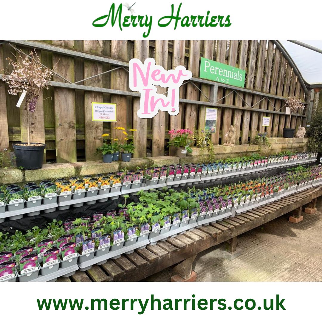 Now is a great time to get your perennial plants in, we have a vast supply of stock to choose from. We will add to this regularly throughout the summer months. Our expert staff are on hand to help.
merryharriers.co.uk/pages/garden-c… #gardencentredevon #perennialplants #summerplants