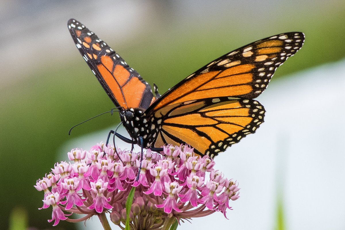 Up and down the migration corridor, farmers and ranchers are working to help monarchs rebound. bit.ly/2ZkEcaZ #MonarchMonday