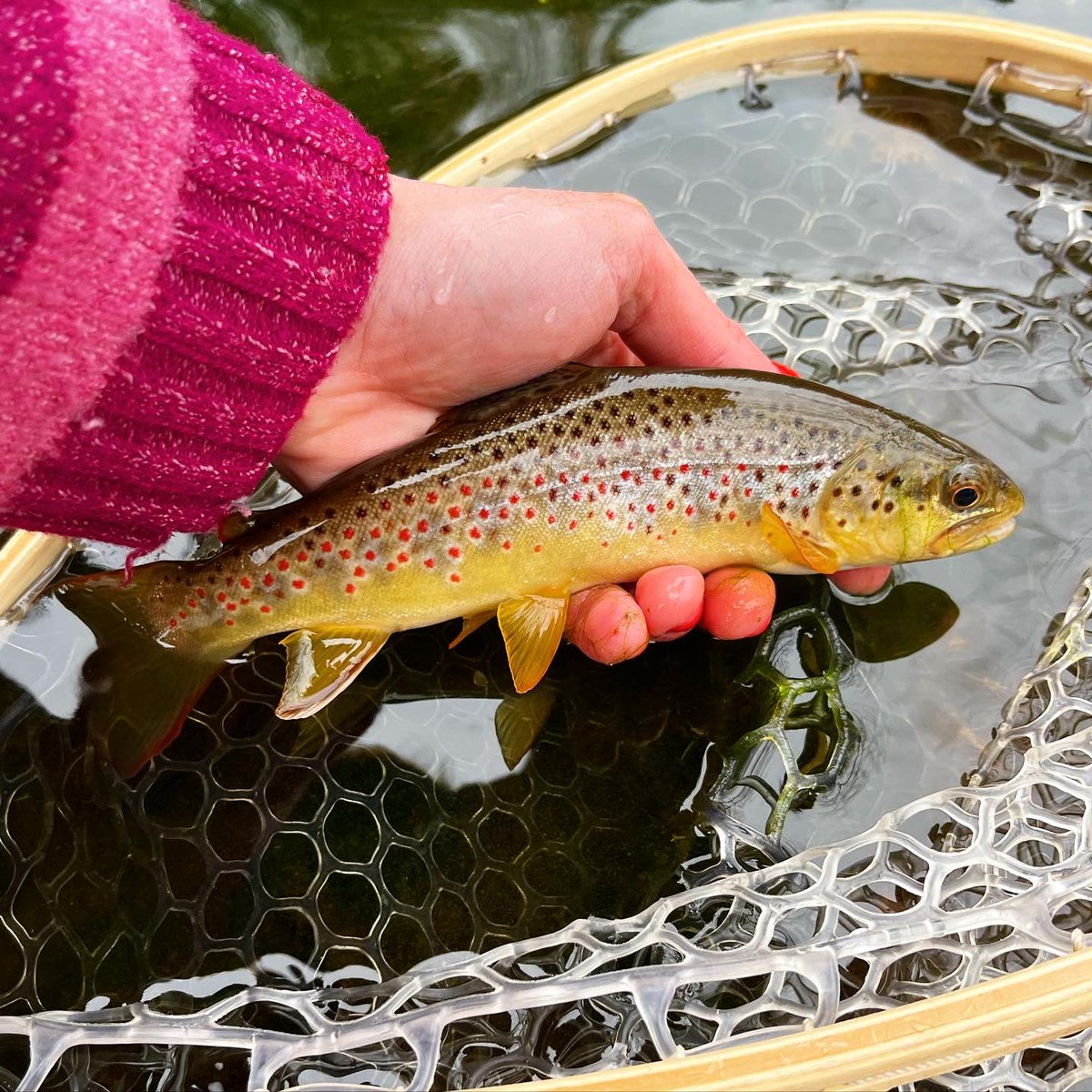 FemboyFishing🏳️‍⚧️🎣 on Twitter "How to hold a trout"