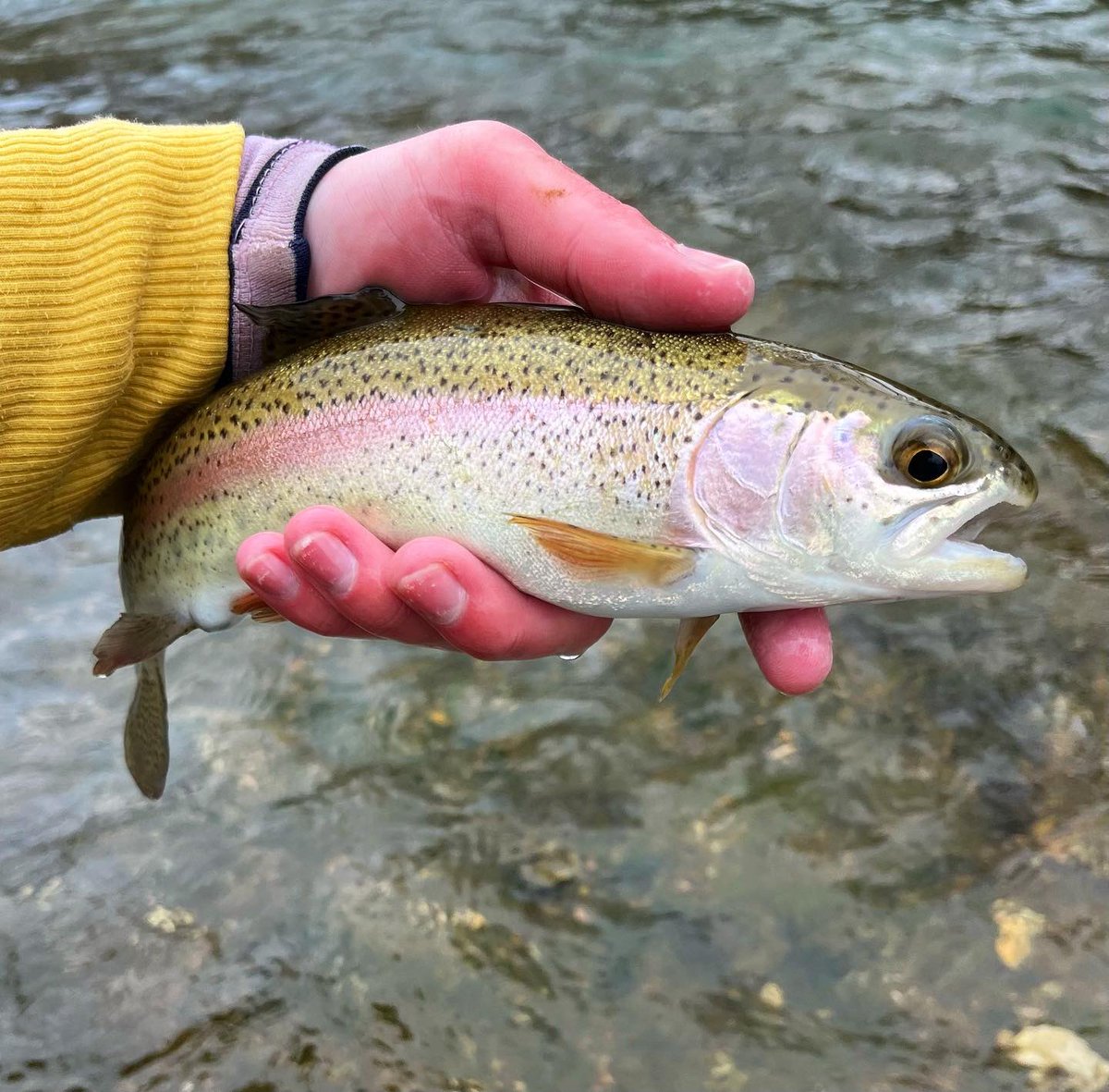 FemboyFishing🏳️‍⚧️🎣 on Twitter "How to hold a trout"
