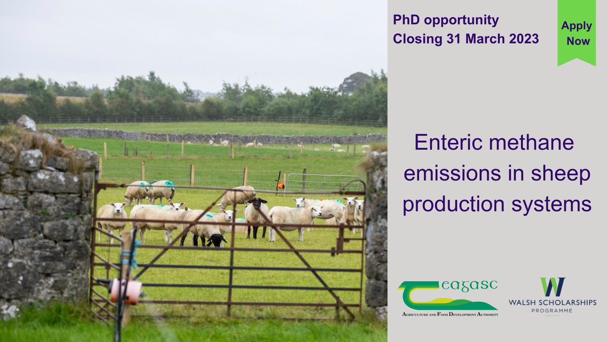 teagasc's tweet photo. PhD to study #methane output from #sheep at different life stages and to look at the use of #genetics #genomics to reduce #emissions #WalshScholarships #PhD #microbialfermentation #rumen #GHGs #ClimateChange @SheepIreland @MTU_ie @agriculture_ie
https://t.co/OgYqjsaqBt https://t.co/ZILErHcIZ4