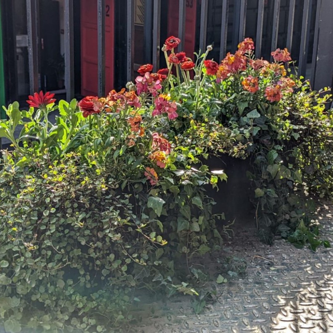 living_windows's tweet image. Balconies of abundance! If you've got some space, you can have a garden!

#mondaymotivation #livingwindows #windowboxes #windowplants #balconyplants #balconygarden #windowgarden #londongarden