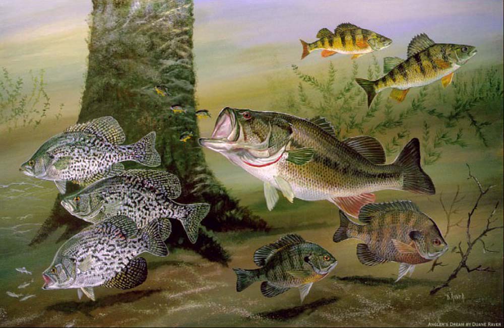 Micropterus: 26 million years in the making - flylifemagazine.com/micropterus-26…