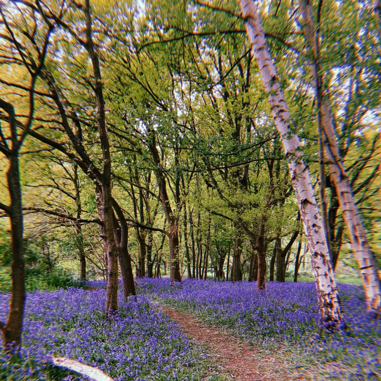 UEALibrary's tweet photo. Have you been on a stroll around campus recently? 

There's gorgeous nature (and cute animals) within a short walk of the Library. So, if you need some fresh air or want to get inspired whilst you are studying, why not have a little wander past the lake?

#UEA #UEALibrary https://t.co/VubHXMsnzv