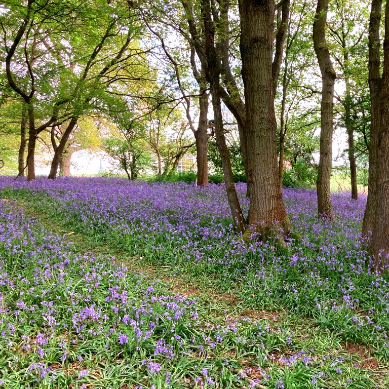 UEALibrary's tweet photo. Have you been on a stroll around campus recently? 

There's gorgeous nature (and cute animals) within a short walk of the Library. So, if you need some fresh air or want to get inspired whilst you are studying, why not have a little wander past the lake?

#UEA #UEALibrary https://t.co/VubHXMsnzv