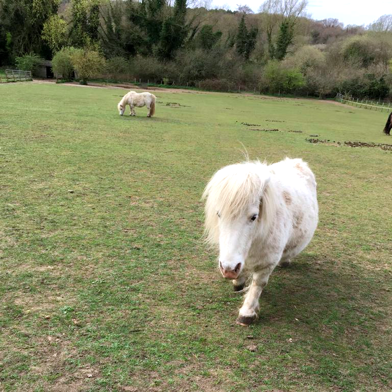 UEALibrary's tweet photo. Have you been on a stroll around campus recently? 

There's gorgeous nature (and cute animals) within a short walk of the Library. So, if you need some fresh air or want to get inspired whilst you are studying, why not have a little wander past the lake?

#UEA #UEALibrary https://t.co/VubHXMsnzv