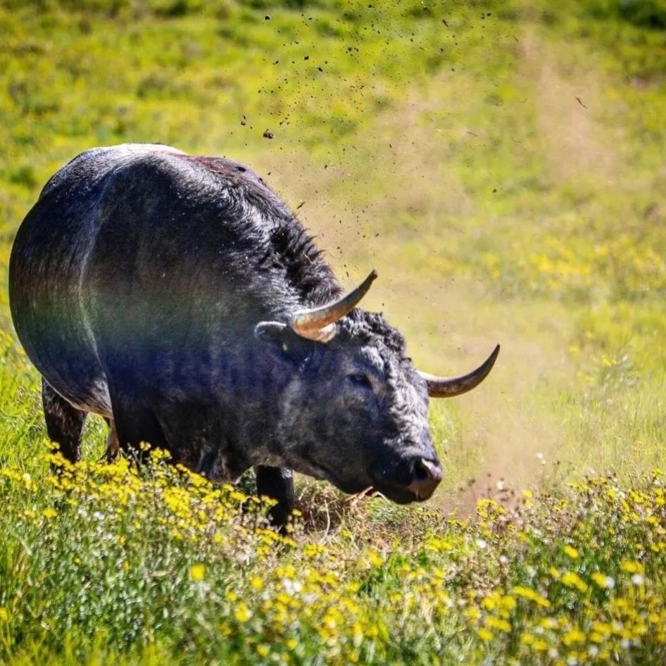 ⚫🟤🔴 Un rey en libertad...

#CaparicaMJR #CampoBravo #Mexico #Ecologia #naturaleza #BienestarAnimal #Biodiversidad #Guardian <a href="/rovimi/">@rovimi</a>
Foto: <a href="/RorrOrtiz/">Rodrigo Ortiz P.</a>
