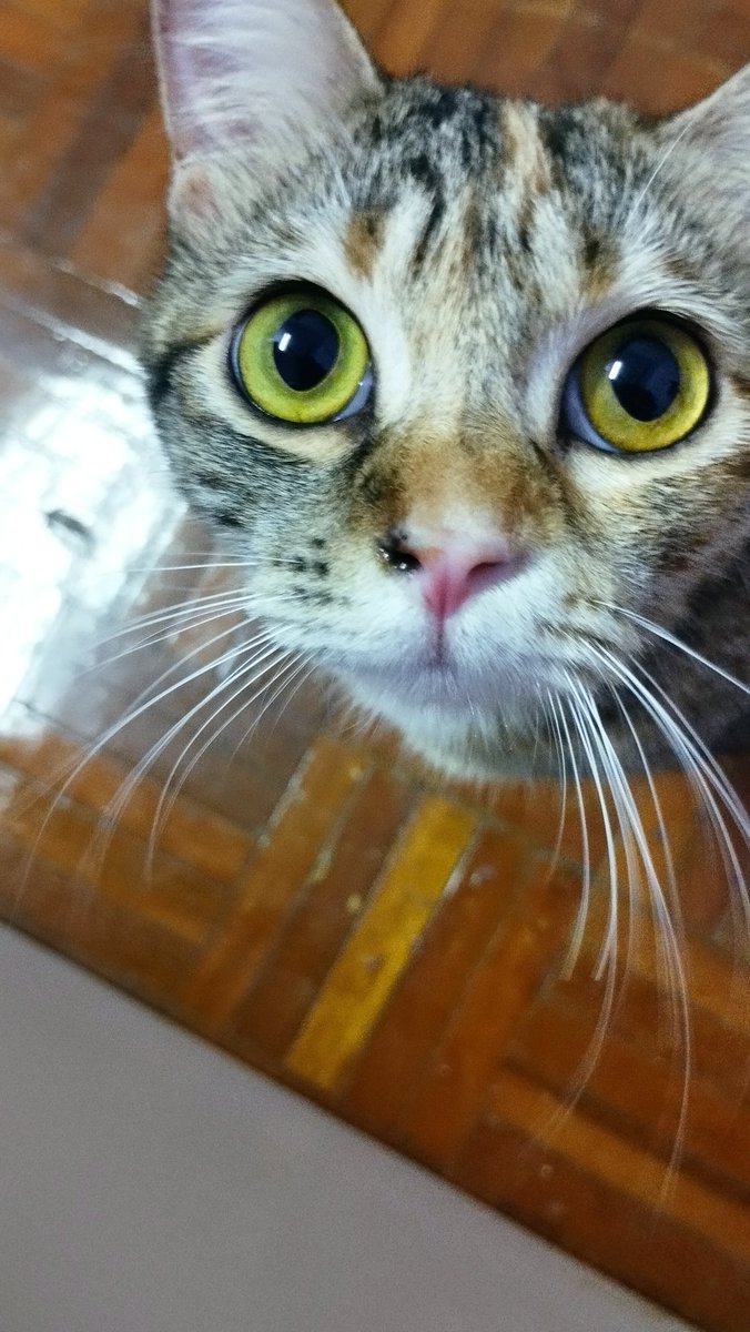 vwvu_'s tweet photo. ‼️ HILANG KUCING ‼️
Help!! Hi orang area Taman Pinggiran Senawang sesiapa yg ada terjumpa/terambil kucing calico color coklat,hitam,putih. Hidung half black/pink. Mata color kuning. Please let me know asap. Guys tolong share! Thank you 🥹🙏 @hilang_jumpa https://t.co/D49wHGR0bU