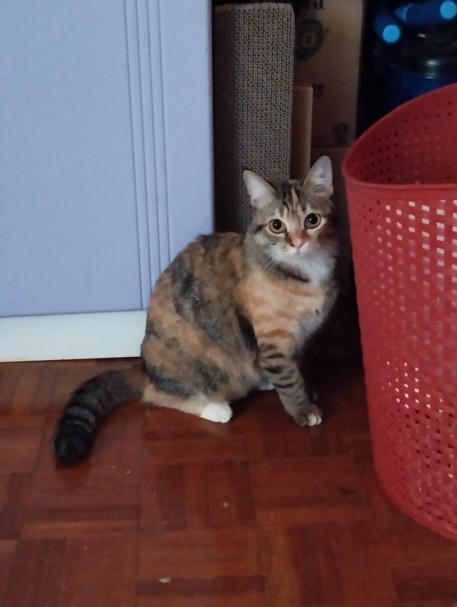 vwvu_'s tweet photo. ‼️ HILANG KUCING ‼️
Help!! Hi orang area Taman Pinggiran Senawang sesiapa yg ada terjumpa/terambil kucing calico color coklat,hitam,putih. Hidung half black/pink. Mata color kuning. Please let me know asap. Guys tolong share! Thank you 🥹🙏 @hilang_jumpa https://t.co/D49wHGR0bU