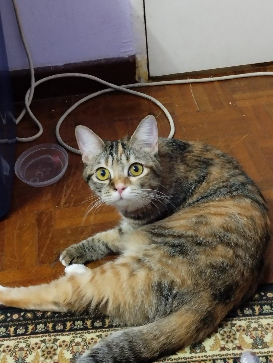 vwvu_'s tweet photo. ‼️ HILANG KUCING ‼️
Help!! Hi orang area Taman Pinggiran Senawang sesiapa yg ada terjumpa/terambil kucing calico color coklat,hitam,putih. Hidung half black/pink. Mata color kuning. Please let me know asap. Guys tolong share! Thank you 🥹🙏 @hilang_jumpa https://t.co/D49wHGR0bU