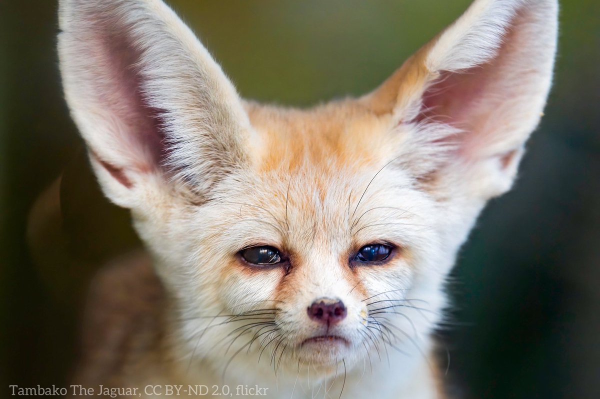 Read more about the article Monday mood? This grumpy-looking Fennec fox. It’s the smallest canid of all, typ