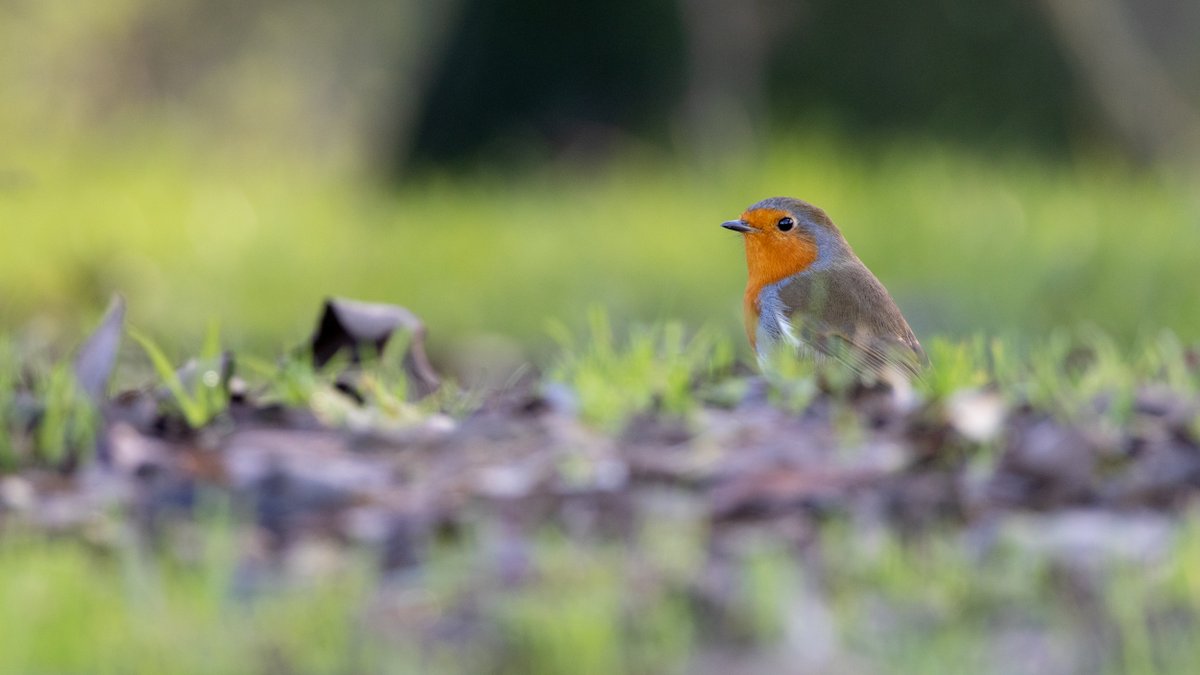 apcwildlife's tweet photo. It’s been an exciting week at Mongabay, with tons of #wildlife news to share! 

Don't miss this thread on the latest in #conservation from #environmental journalists you should know.

(If you like #wildlifephotography, here's a recent shot I took of a European #robin)

🧵👇 https://t.co/2Pl6zhvoiI