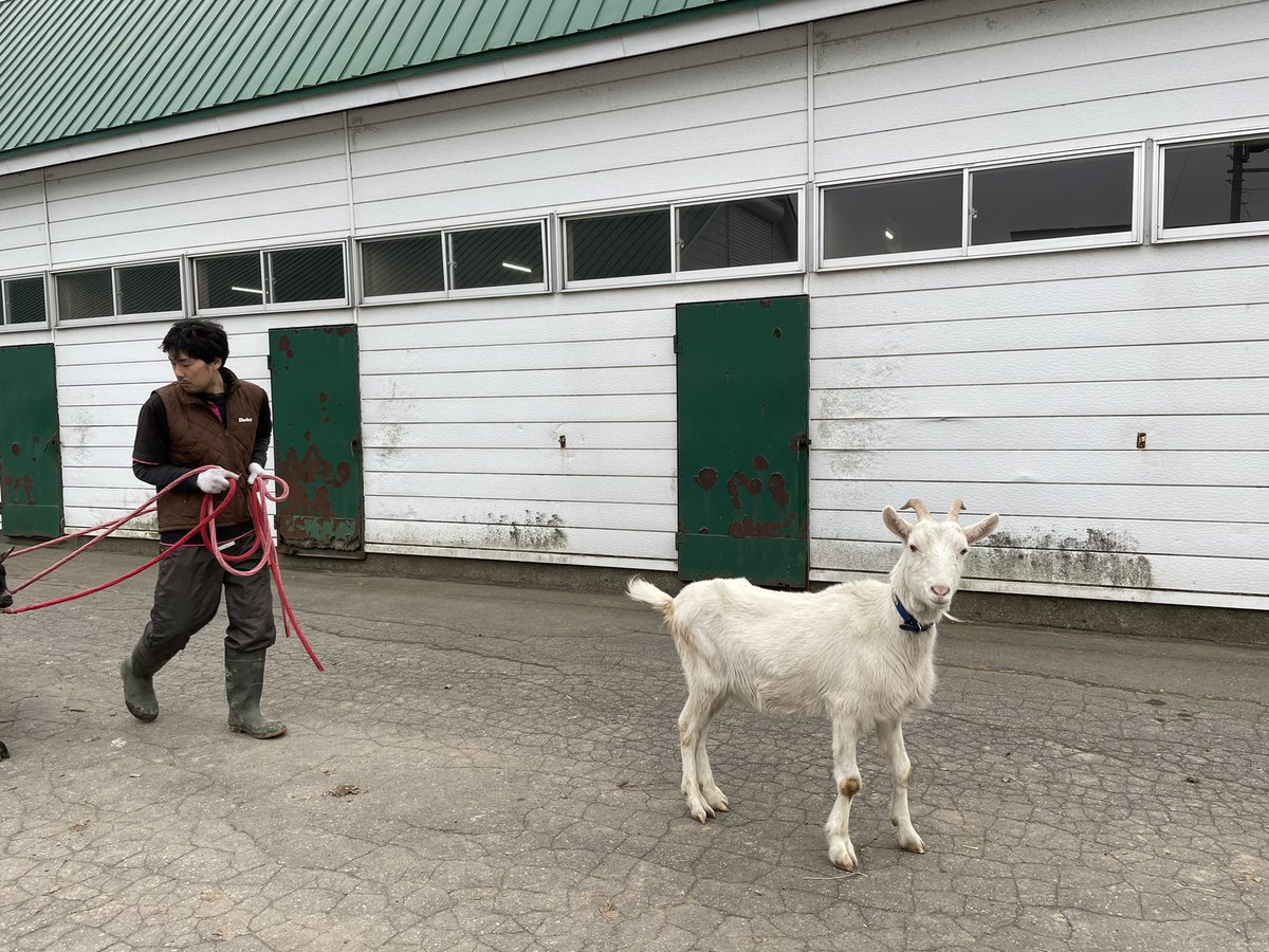 Goat_Vs's tweet photo. てへ❤️ https://t.co/Xom22d0tjO