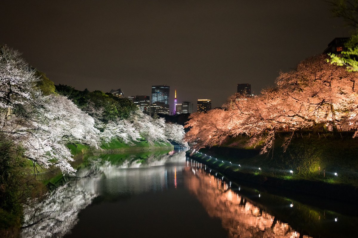 martinjerresand's tweet photo. Sakura in Tokyo at the Chidorigafuchi park #sakura #tokyo #chidorigafuchi https://t.co/QaSflM0K82