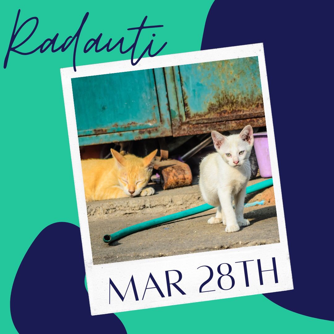 Spays4Strays's tweet photo. We have another spay day in Radauti tomorrow. 

Can you help sponsor a spay? 

https://t.co/fhYxMi1M4W https://t.co/XeljSWzOWY