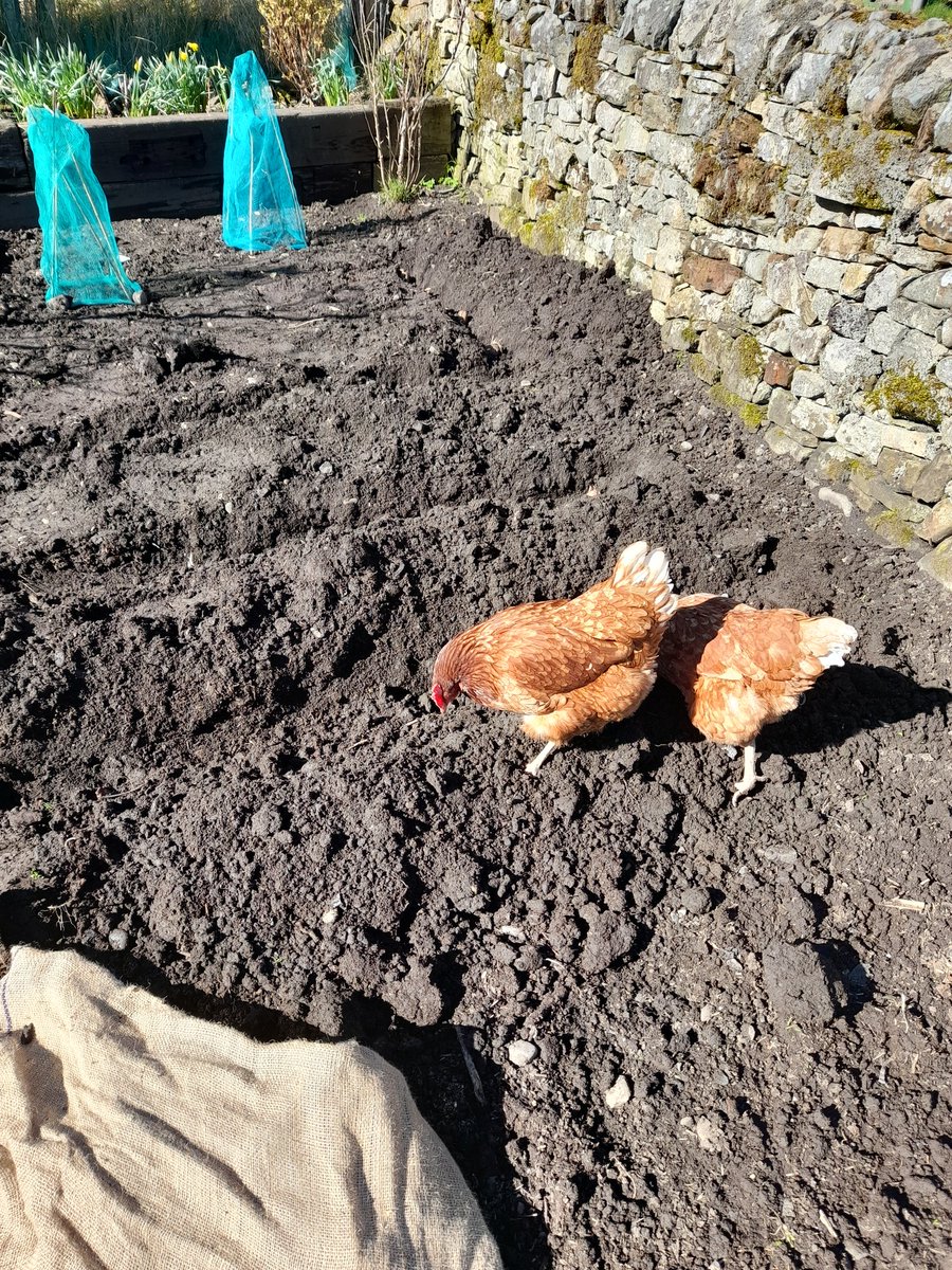 PDAquinas's tweet photo. Rhubarb, horseradish and potatoes planted #goingearly https://t.co/ASXpDeJVeK