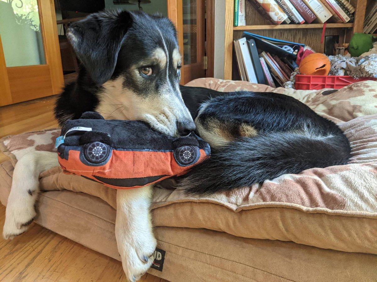 SubaruCorvallis's tweet photo. Meet Pearl! We love our customers and their fur babies!
.
https://t.co/EqY8EnghMf
.
#subaruloves #subarulovespets #dogs #subaru #dealership #chewbaru #puppyeyes https://t.co/z6RmESrbwm