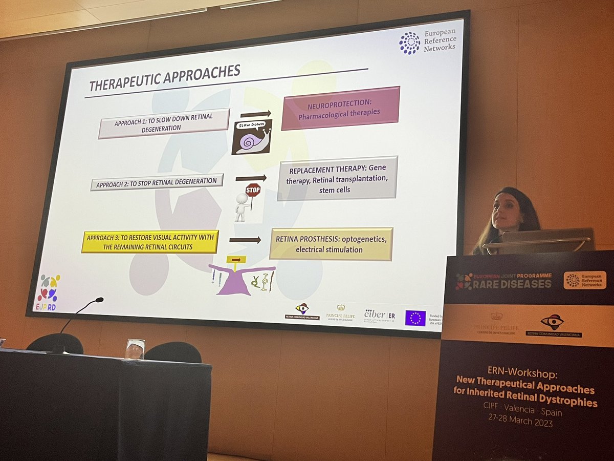 AnaPilarGomez's tweet photo. Talk 7 #ERNworkshop #retinaldystrophies
Dr. Regina Rodrigo from @CIPFciencia @CIBERER explains neuroprotective strategies in IRD to reduce oxidative stress and inflammation using antioxidant compounds and lipid supplementation in mice and humans
@FEDER_ONG @RetinaMurcia https://t.co/2LbrrIfzjr