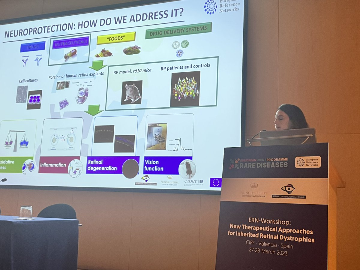AnaPilarGomez's tweet photo. Talk 7 #ERNworkshop #retinaldystrophies
Dr. Regina Rodrigo from @CIPFciencia @CIBERER explains neuroprotective strategies in IRD to reduce oxidative stress and inflammation using antioxidant compounds and lipid supplementation in mice and humans
@FEDER_ONG @RetinaMurcia https://t.co/2LbrrIfzjr