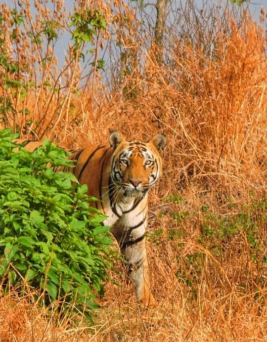 #MelghatTigerReserve accredited with'CATS' #ConservationAssuredTigerStandards status as it meets all required standards for Conservation & Protection of Tiger Habitat All credit & applause goes to dedicated & endless efforts of #ForestFrontlineStaff for Protection & Conservation.