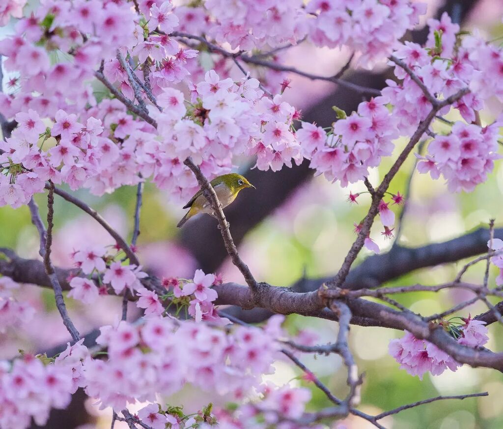 george1344's tweet image. 桜とメジロ #鳥 #bird #birdstagram #桜 #cherryblossom #花 #flower #花フレンド #はなまっぷ #fleur_noblesse #新宿御苑 instagr.am/p/CqS5hY3PhWM/
