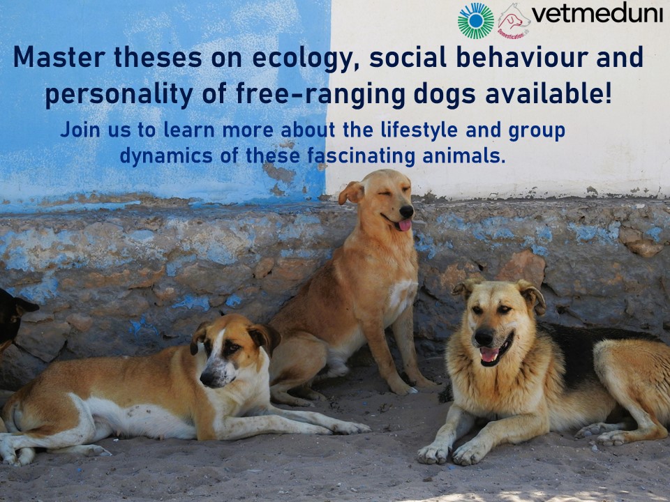 🚨Wanted🚨 MSc students interested in dog behaviour, fieldwork under the Moroccan sun and following dogs on the beach! 

#Thesis  #Science  #internship  @KLIVVWien #behaviour2023 #ecology