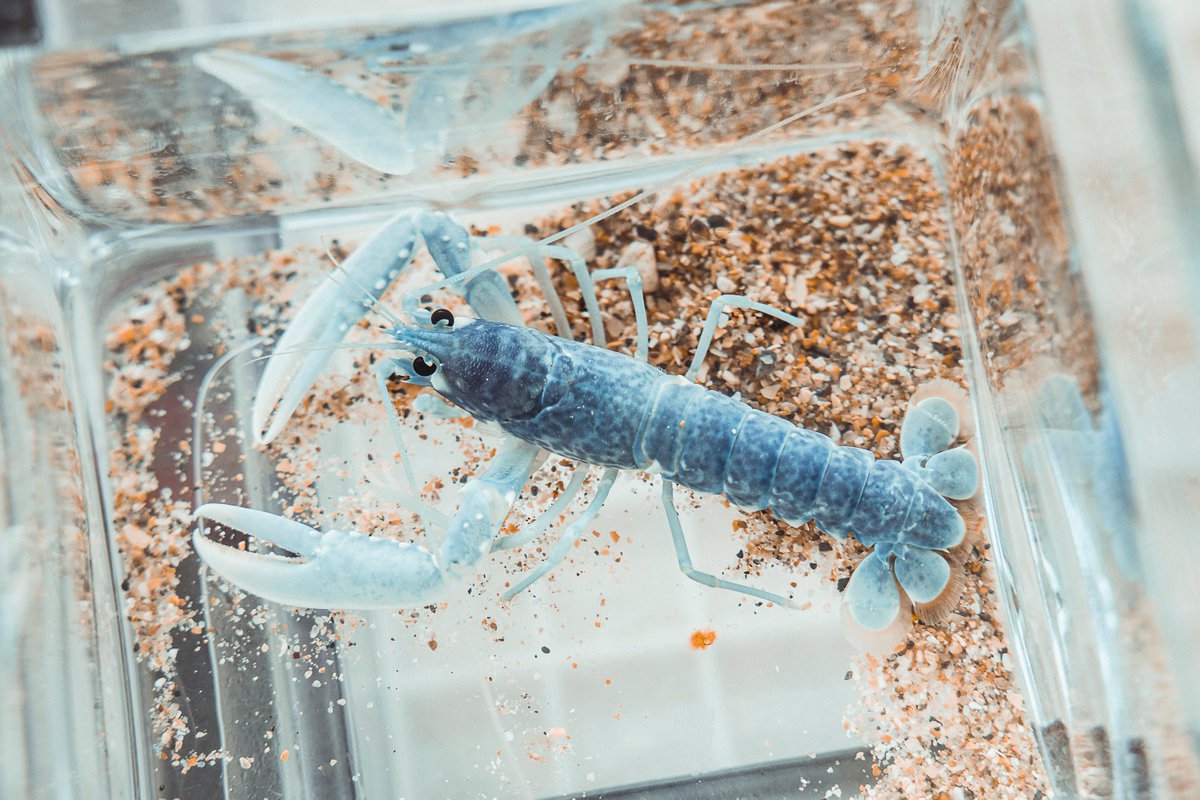 Région Normandie tweet media