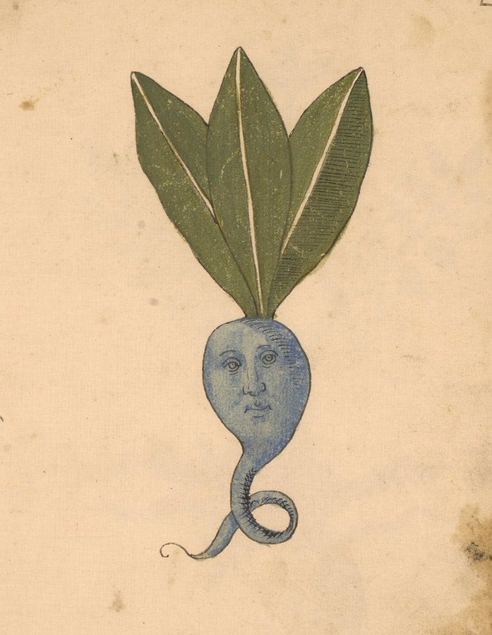 Tony Moegrave s Deskmate On Twitter RT WeirdMedieval A Plant Italy 15th Century 