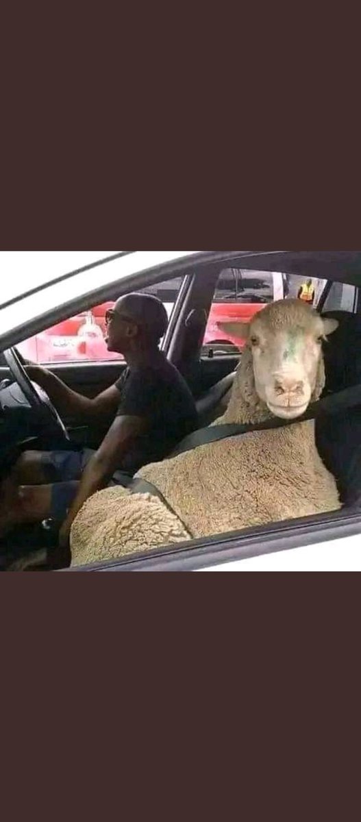 GedBrian's tweet image. Situation Leo pale Northland's, they've invaded Uhunyes farm and done damages. Leo ukikula nyama pande za kamakis jua ni one of the sheeps/goats stolen.