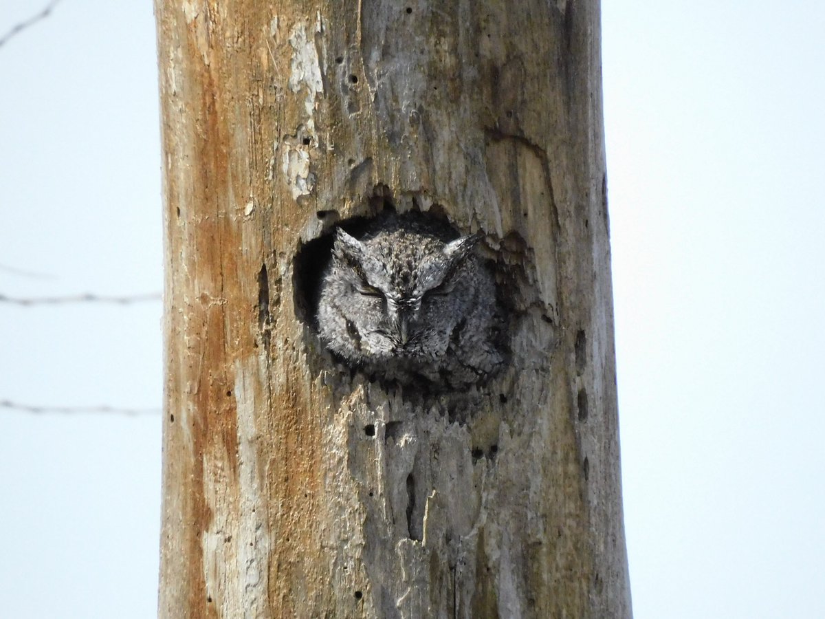 #EasternScreechOwl #MageeMarsh #BaldEagles #LakeErie