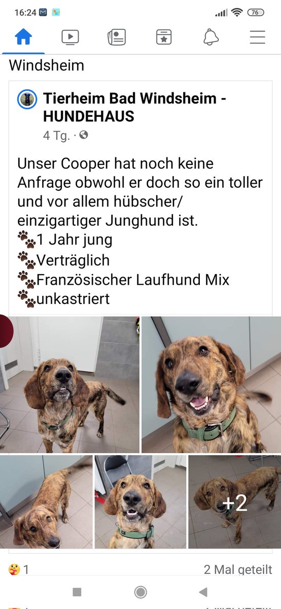 Babsi58089's tweet photo. Tierheim #Windsheim Cooper sucht ein Zuhause ❣️🍀https://t.co/5zrTjD03aY https://t.co/hR2RpOaELw