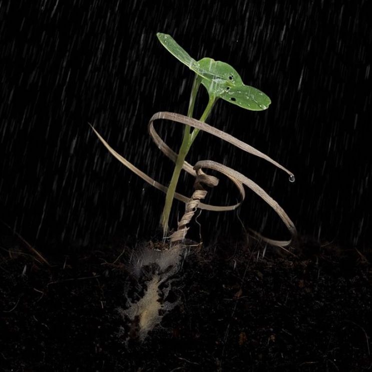 🇺🇸 Une équipe de chercheurs américains a imaginé un dispositif permettant à des graines larguées par drone de s'enfouir dans le sol de façon autonome ! L’objectif est de restaurer des zones sauvages et de faciliter la reforestation après des incendies! 👏 (Sciences et Avenir)