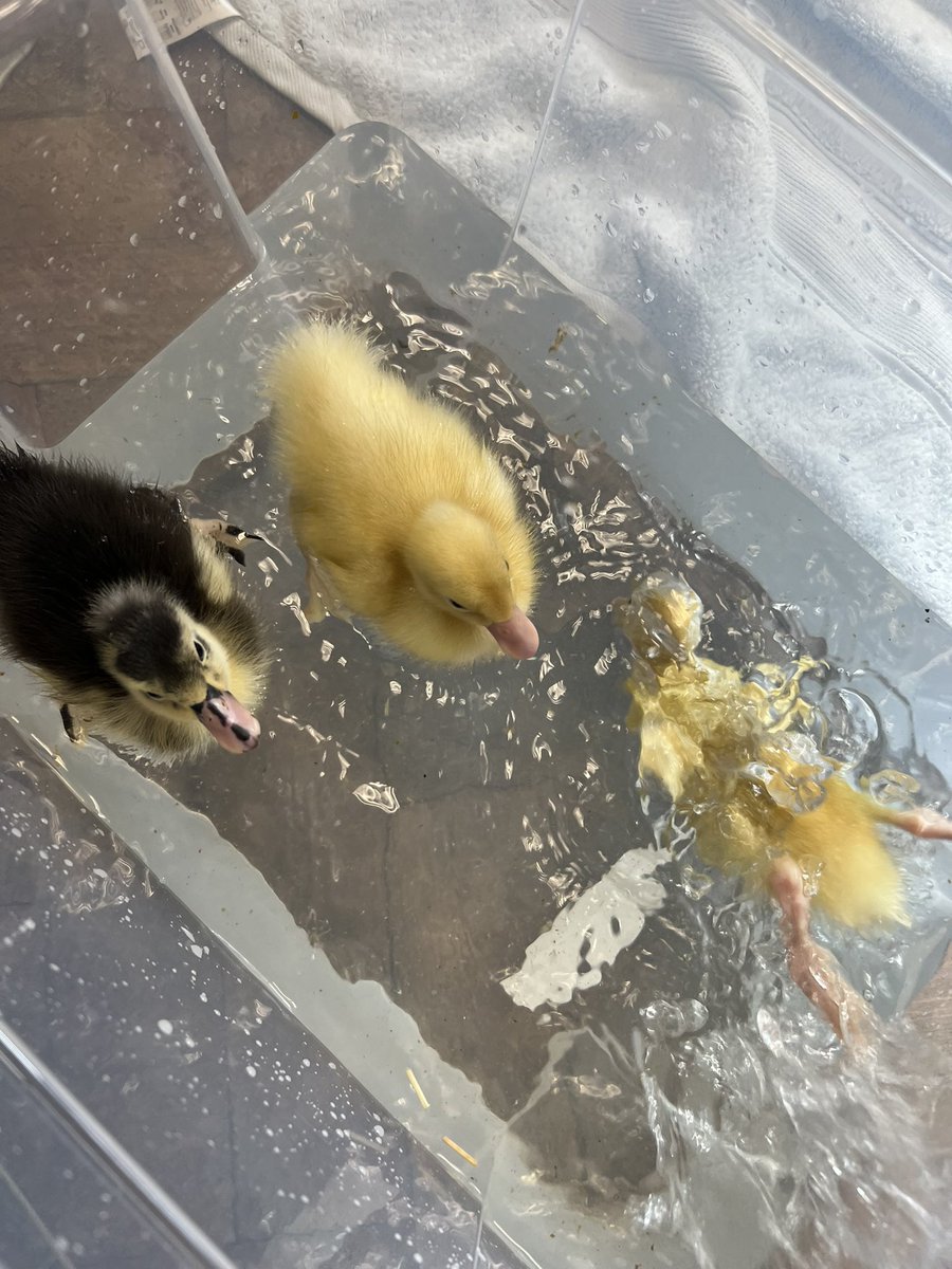 Whyteleafe_sch's tweet photo. Reception ducklings practicing their swimming skills to show off tomorrow! 🐤💦 https://t.co/cZKsSeqv5a