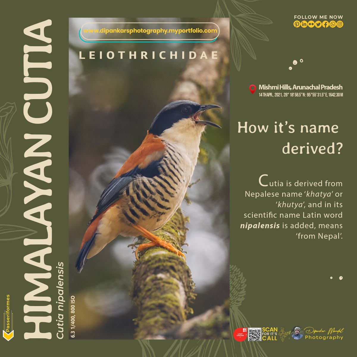 The khutya from Nepal- Himalayan cutia (Cutia nipalensis)
Click to: shutterstock.com/image-photo/hi…
#india #wildlifeconservation #birdinflightphotography #twitternaturecommunity #wildlife_focus #wildlife_india #indianforestofficial #tourism #forest #birds #himalayancutia #himalayanbirds