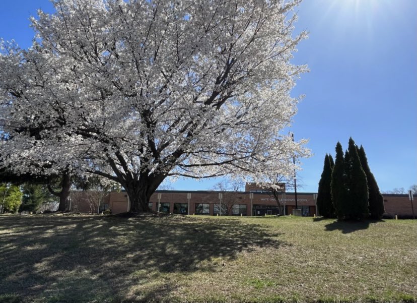 Our beautiful cherry blossom tree in full bloom, as captured by a WOES alumnus. White Oaks is a great place to grow! 🦅🌸 <a href="/DanaChenFCPS/">Dana Chen</a> @TanyaSiwik