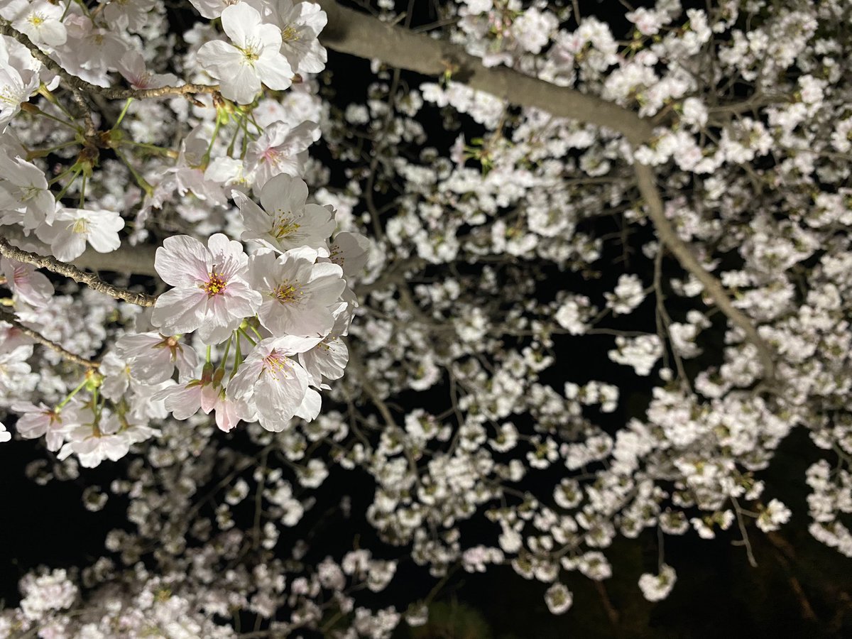 nn6kk's tweet photo. 縮景園で夜桜 https://t.co/bx6YFIsDgk