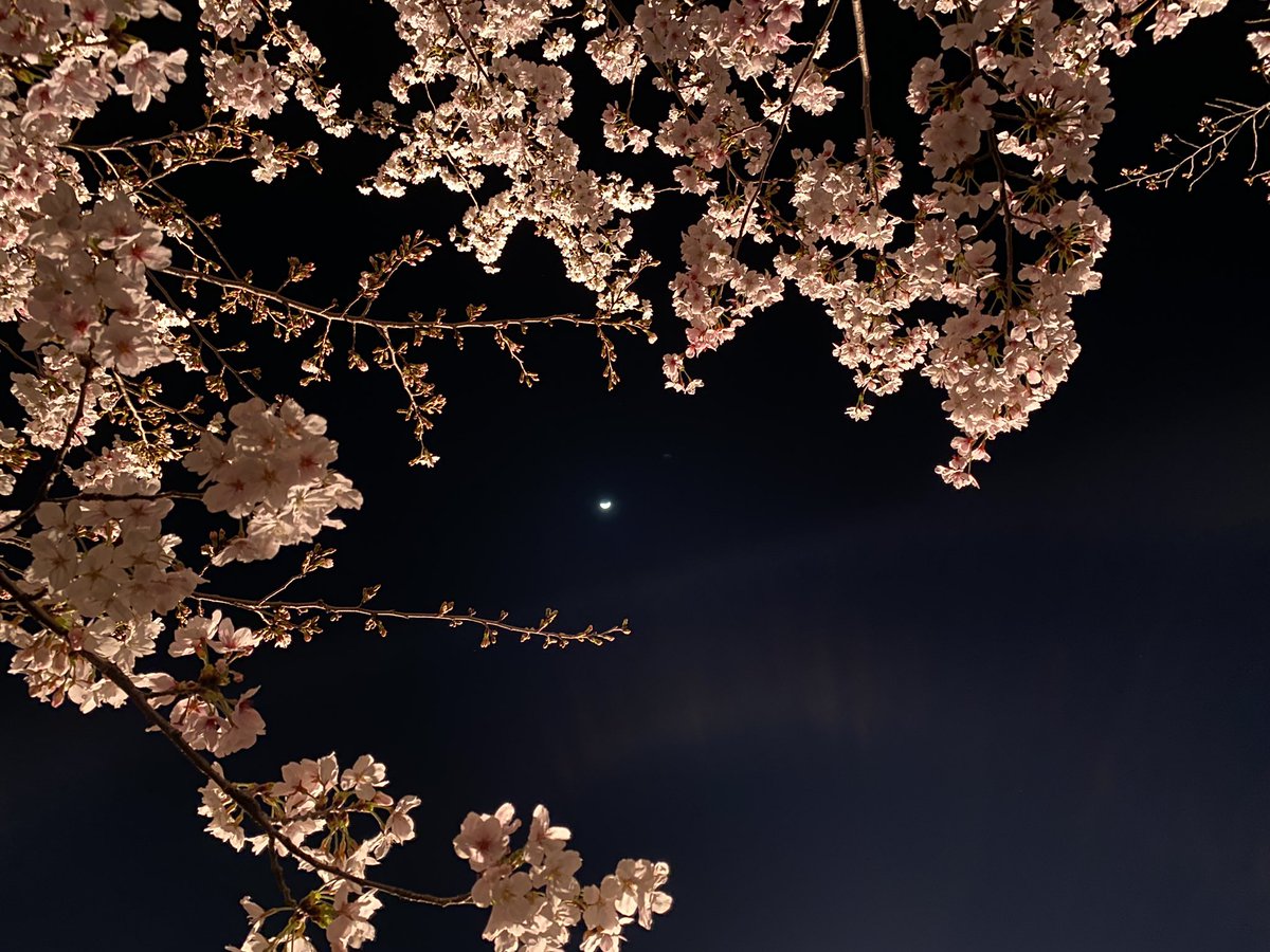 nn6kk's tweet photo. 縮景園で夜桜 https://t.co/bx6YFIsDgk