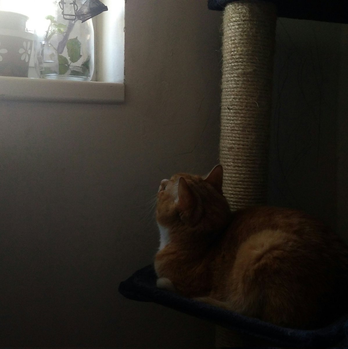 Vylíhly se nám strašilky, tak je hlídám.
Šerosvit, kolorováno