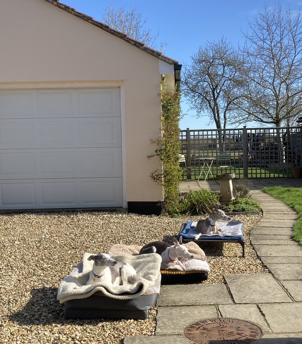 Just For Whippets tweet media