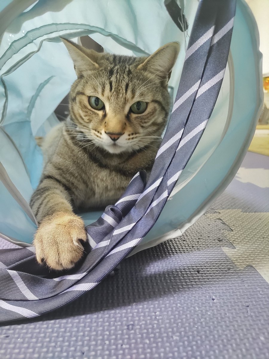 きじねこ khj on X