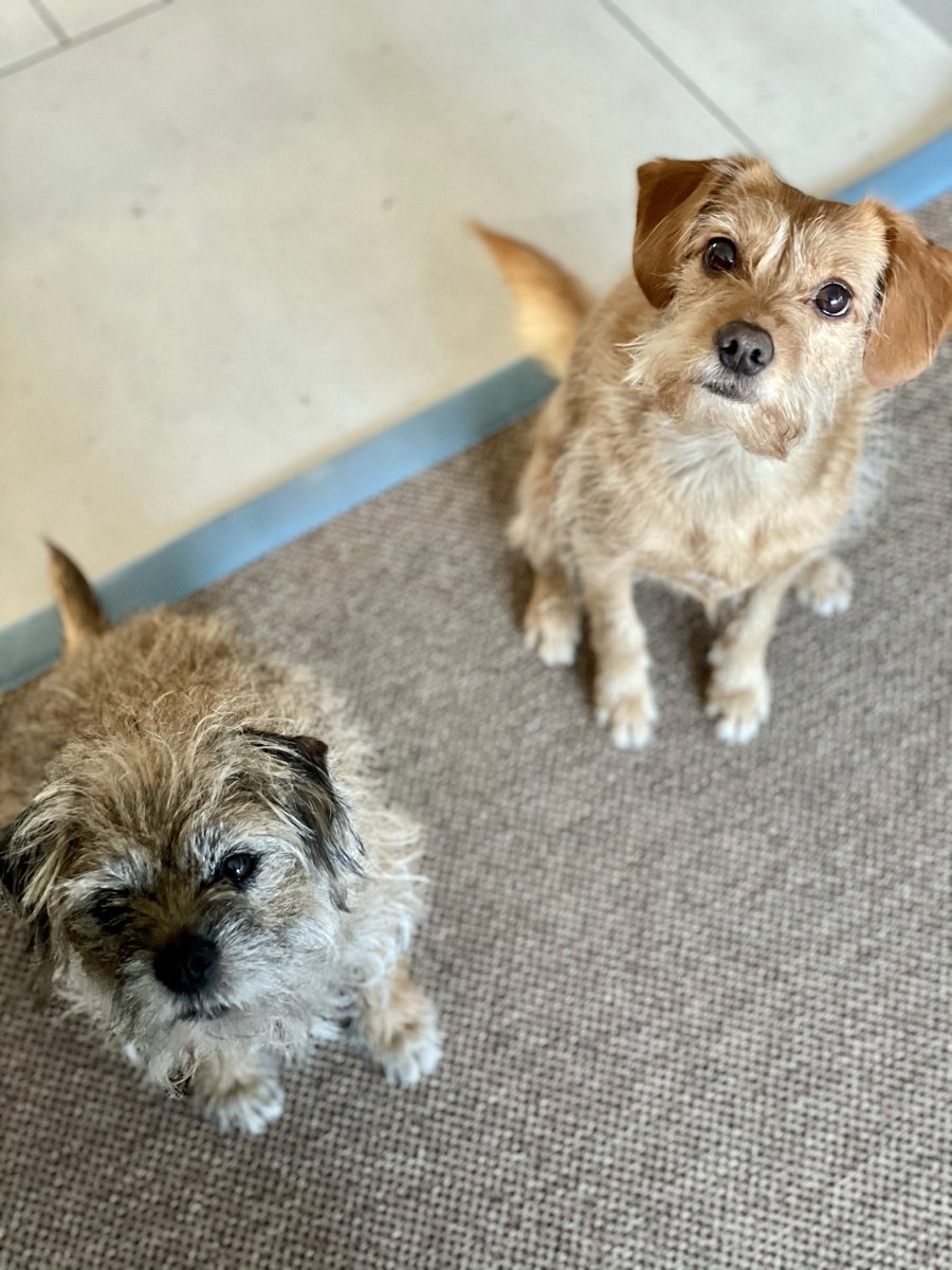 ScruffyLittleTerrier | Gifts for Dog Lovers tweet media