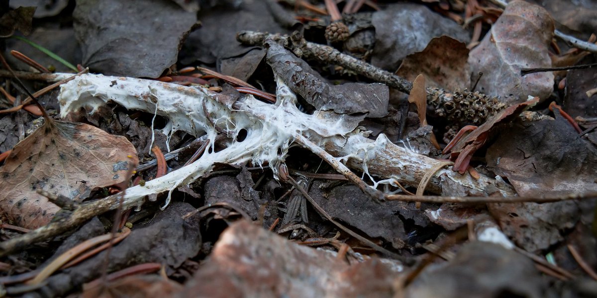 mycelialweb's tweet photo. GM  🍄🕸

LTNP 017 went live in the early hours!

Rhizomorphic mycelium is a very distinct type of aggressive mycelial growth where hyphae intertwine together to form thicker cords called rhizomorphs. These pathways can stretch out over vast distances distributing nutrients between different trees and plants while also communicating with an abundance of different fungal neighbors.