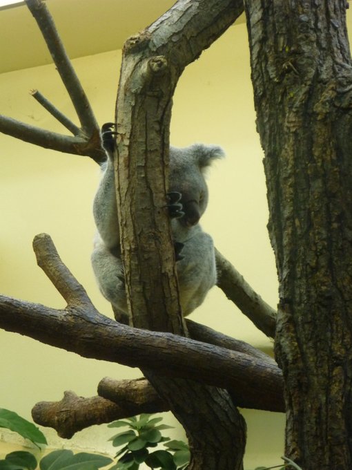 Koala on a tree branch, sleeping.