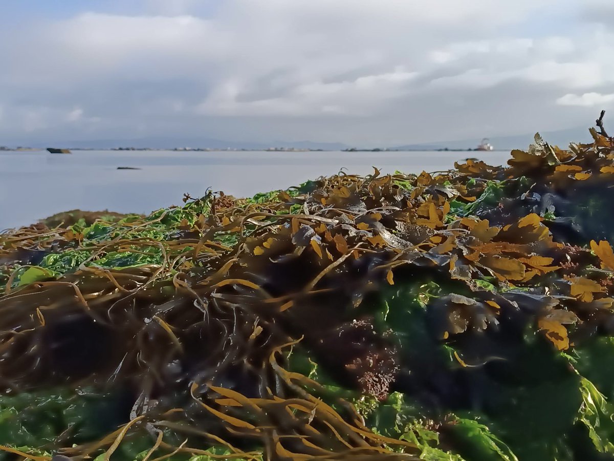 🌊 Last Tuesday we profited of the lowest tides that we will have for the next six months to sample some intertidal algae & invertebrates 🪸
#EEA #EEAGrants #EEAGrantsPT #DGPM #BlueGrowth #BlueForesting @marine_forests @CiimarUp #EEANorwayGrants #MarineBiology #Seaweed #kelp