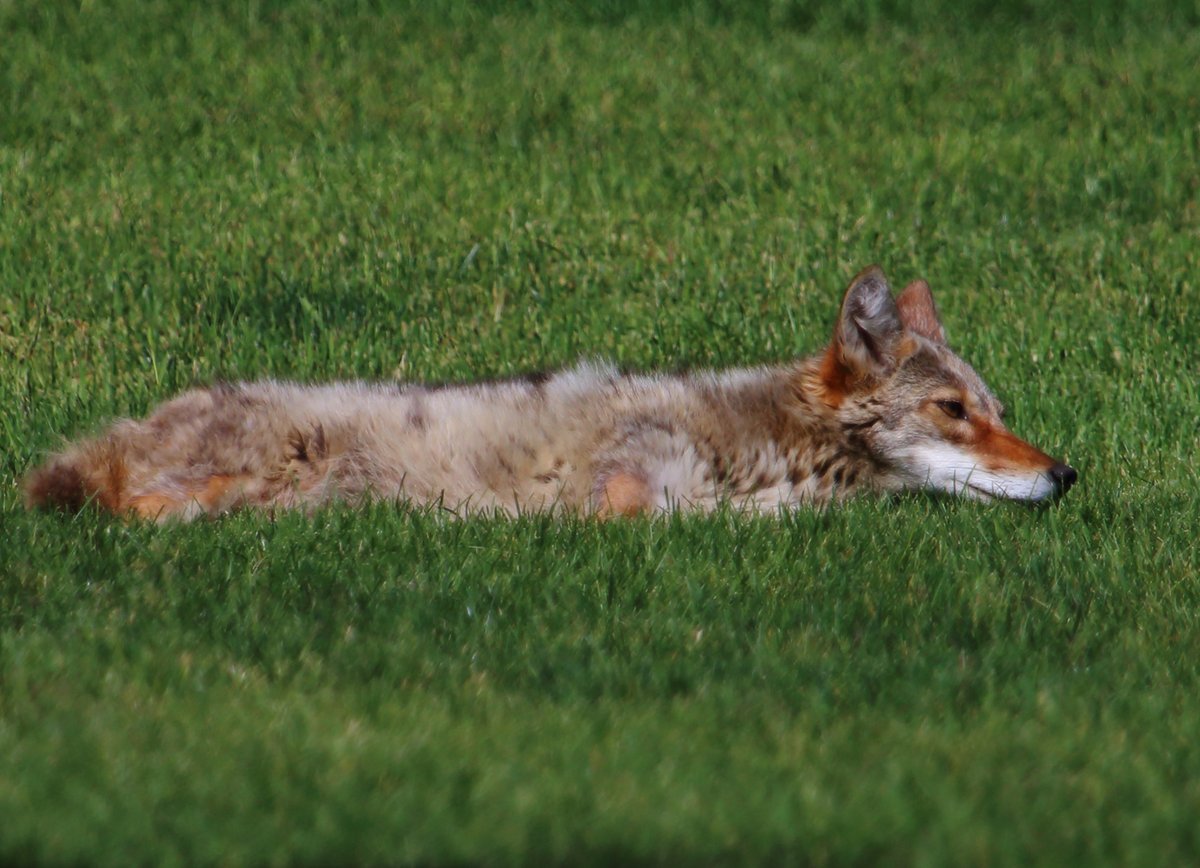 In areas where there is known coyote activity, including wooded areas, ravines or new residential areas, it is important not to leave children, or pets unattended. If you see a coyote exploring far from their natural habitat, call 905-574-3433. More: hamilton.ca/home-neighbour…
