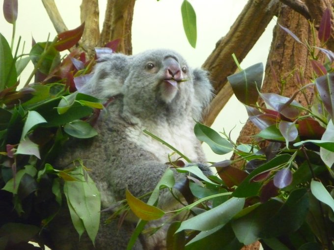Koala chewing on an eucalyptus leaf, looking somewhere above the camera.