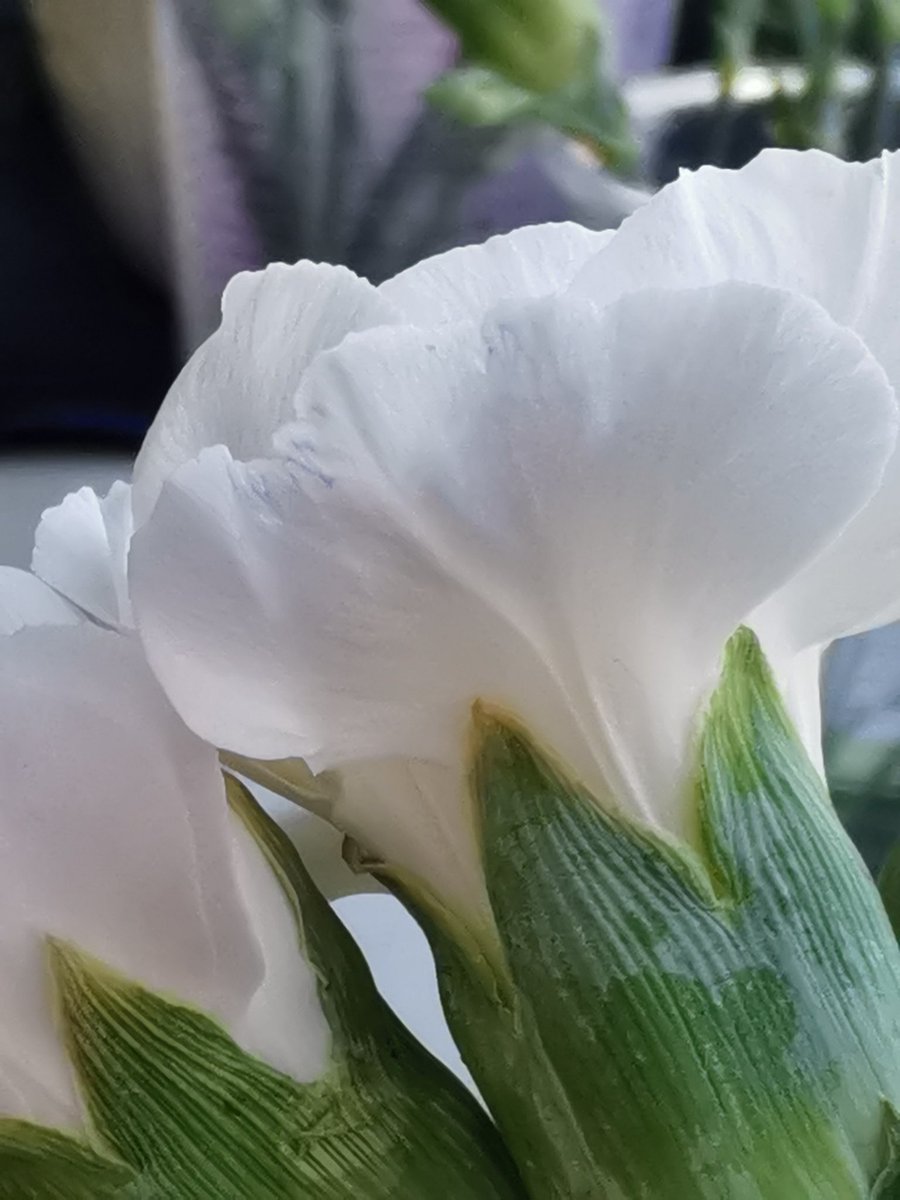 Oak Class tweet media